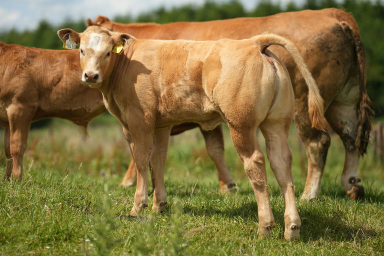 Birchpark Rufus sired heifer calf