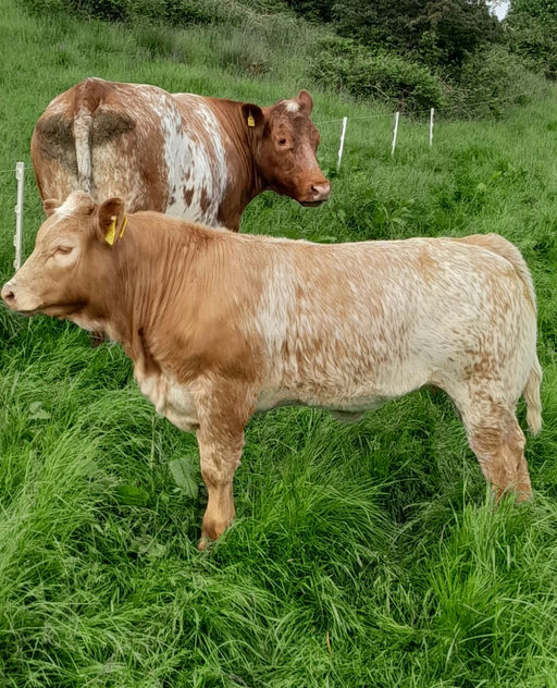 BALLYM ROCCO Picture 9