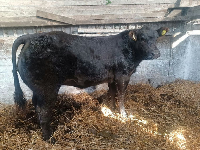 EWDENVALE IVOR Picture 9