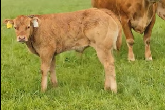 Glenford Sam sired bull calf