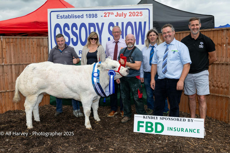 Moderato sired heifer calf - Reserve All Ireland Senior Belgian Blue Heifer Calf 2025