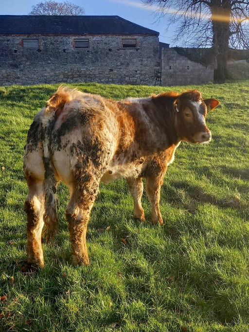 ELDERBERRY GALAHAD Picture 13