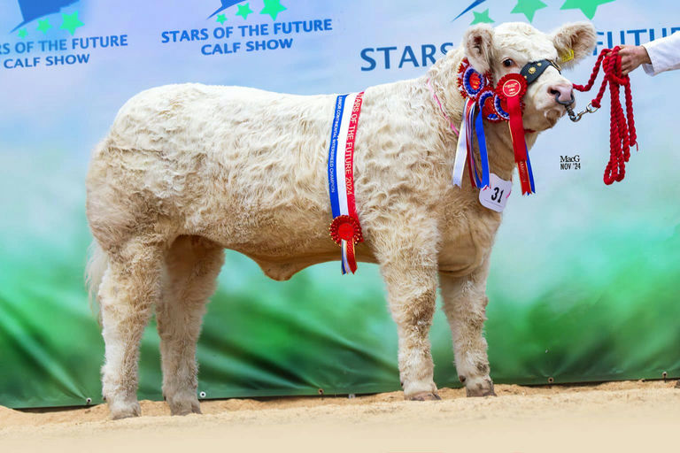 Clenagh Jasper sired heifer - overall continental junior champion at the Stars of the Future Calf Show in Stirling Nov 24