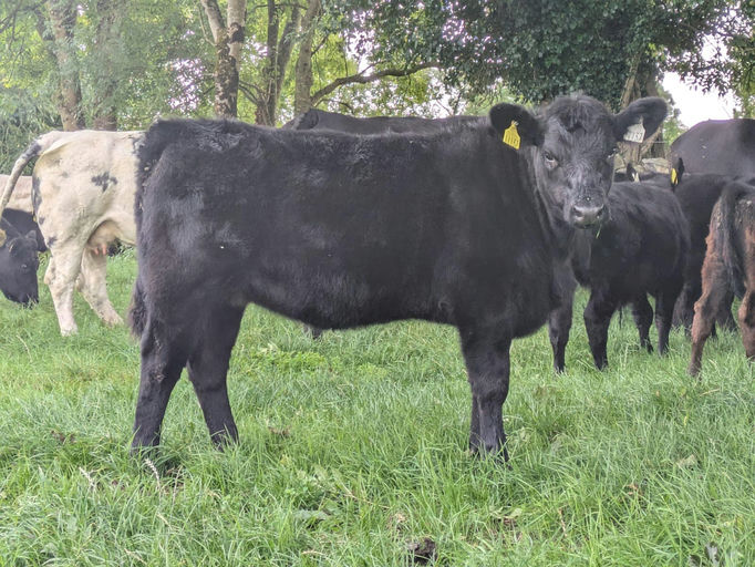 DRUMCROW TRIBESMAN Picture 7