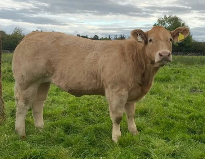 Loki sired heifer calf