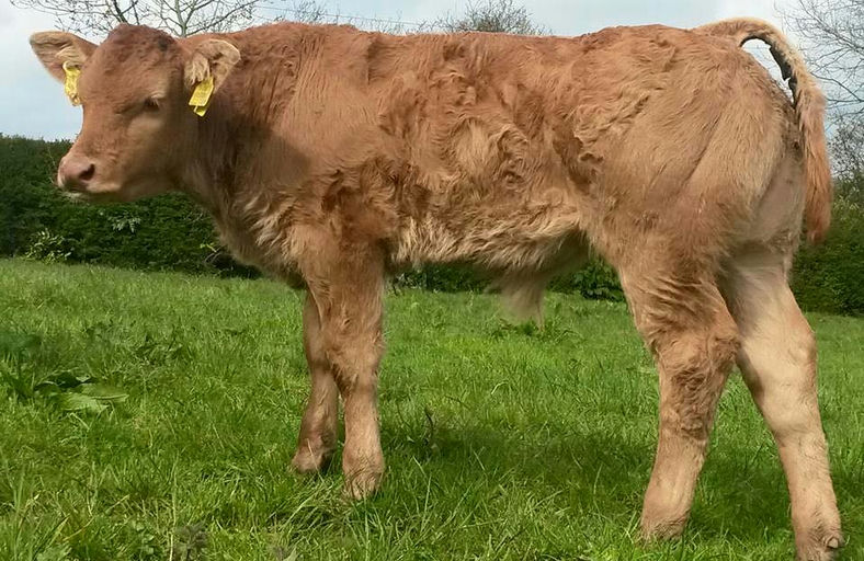 Brooklands F0959 sired bull calf