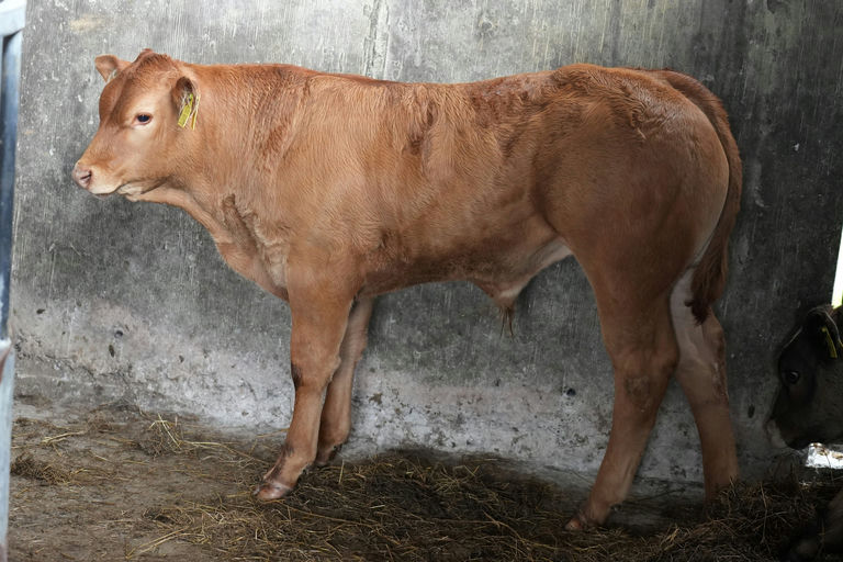 Townleyhall Rupert sired bull calf