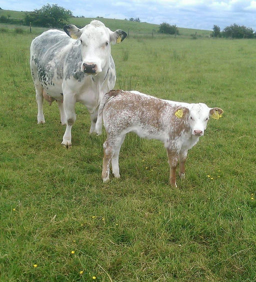 EWDENVALE IVOR Picture 3