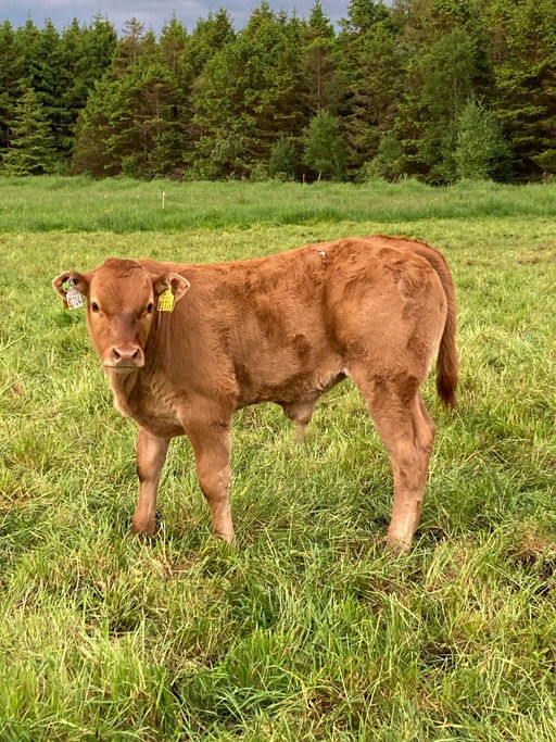 SLIABH FELIM STERLING Picture 3