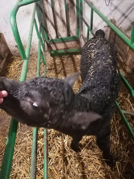 LISDUFF LEONARDO S387 Picture 5