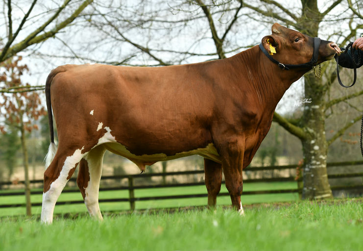 FR7692 Balydunne Pumba