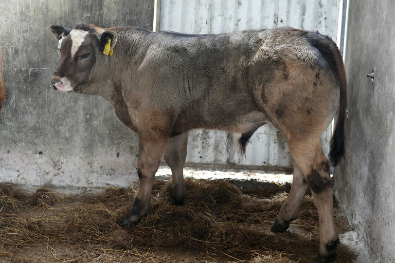 Townleyhall Rupert sired bull calf