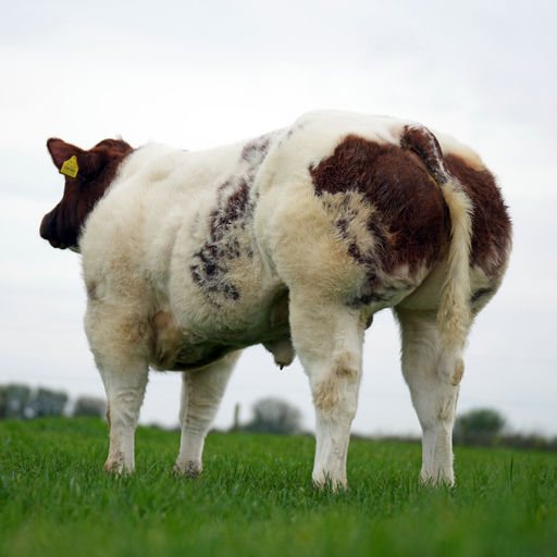 Boherard Rambo (BB1413) (3)