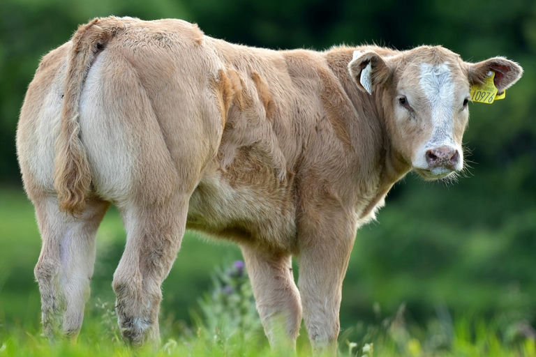 Cattanview Supreme (CH8541) sired heifer calf