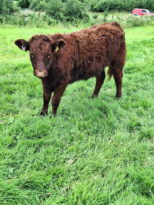 Montesqieu sired heifer weanling