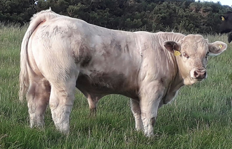 Pottlereagh Mark (CH4160) sired bull calf