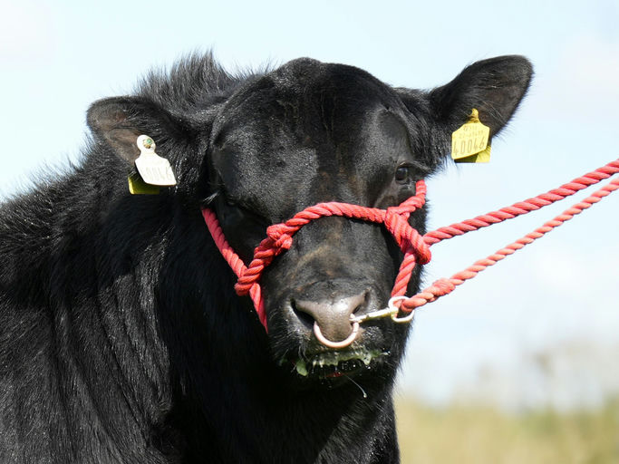 CARROWBOY VEGAS 2 Picture 2