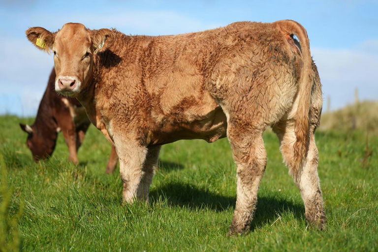 Superiour sired heifer weanling