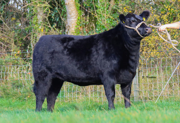 KILTEEVAN NICKY Picture 3