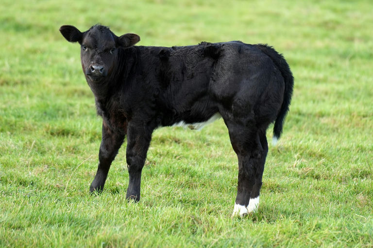 Fier sired heifer calf