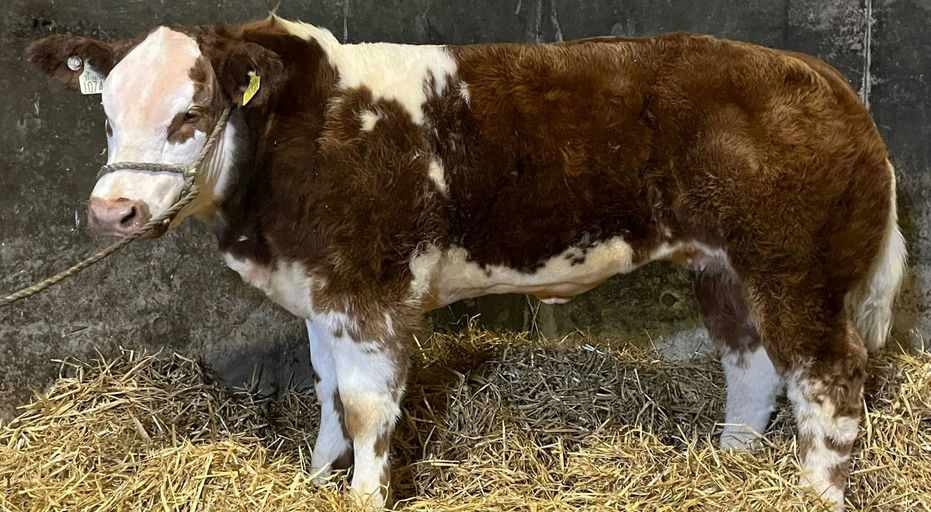 RED LIONS DE LA ROUGE CENSE Picture 7