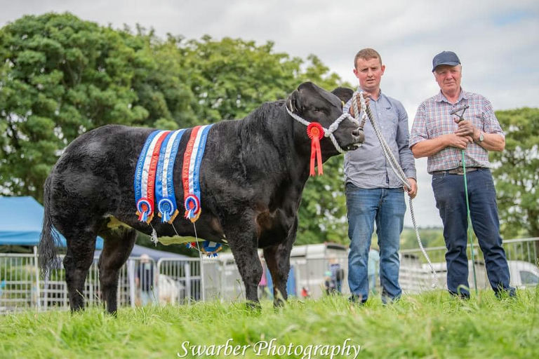 James Bond sired heifer - All Ireland Baby Beef Champion & Overall Commercial Champion at Finn Valley Show 2024