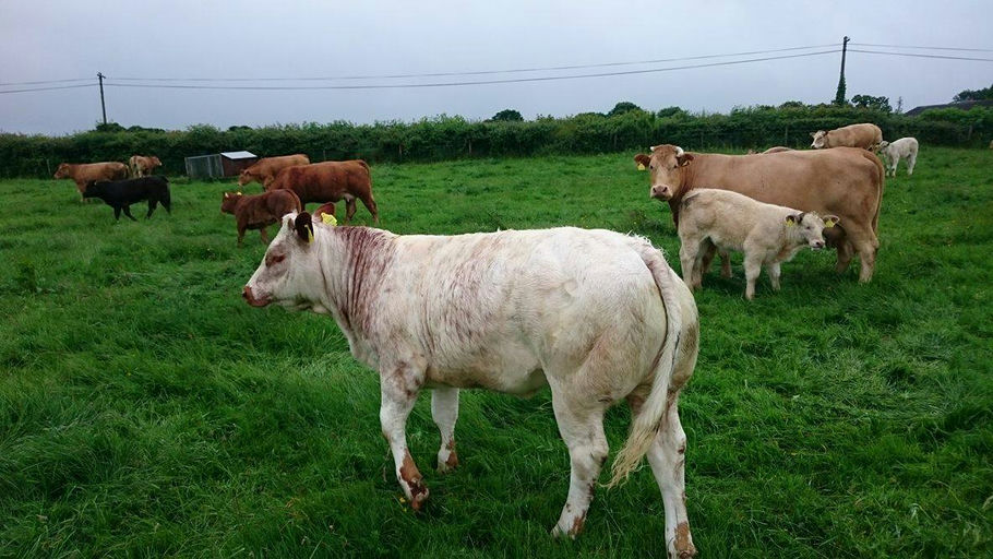 ELDERBERRY GALAHAD Picture 2