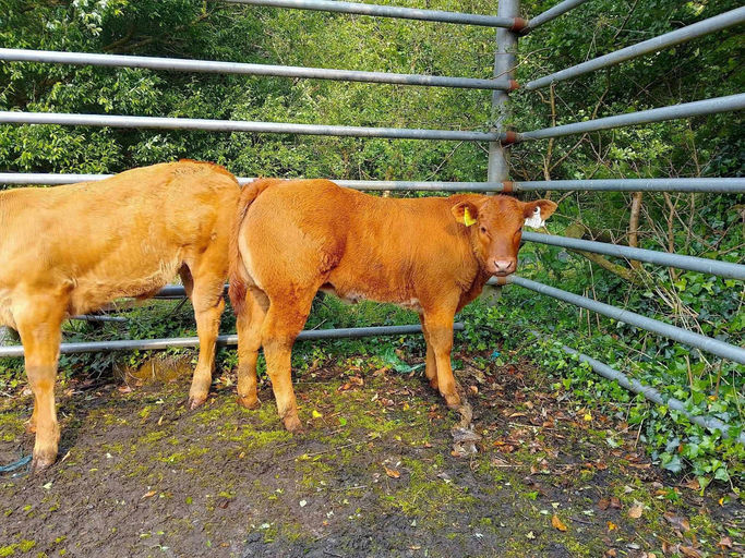 Drumline S 1185 sired heifer calf