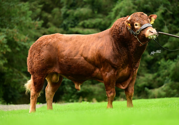 Birchpark Rufus (LM7713)