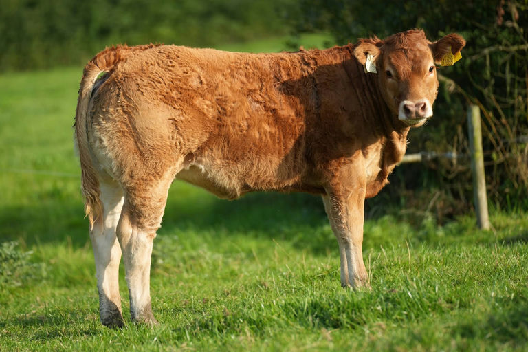 Brooklands Rowan sired heifer calf