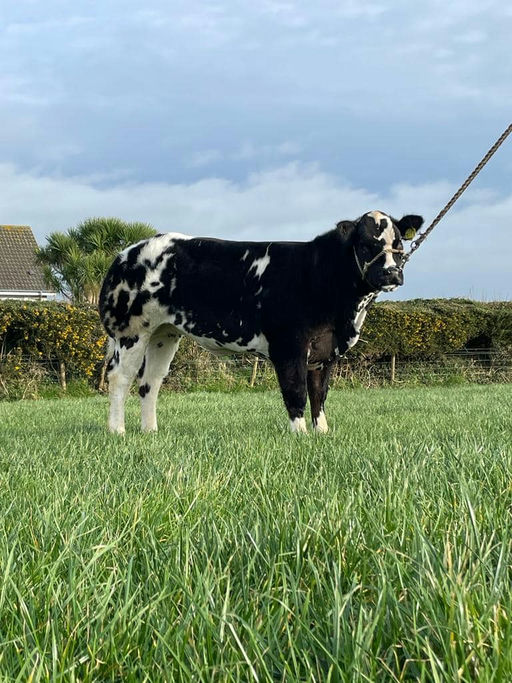 James Bond sired heifer calf
