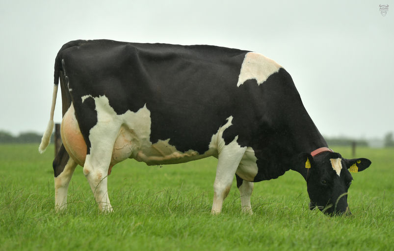 TINNAKILL NAVIGATOR Picture 0