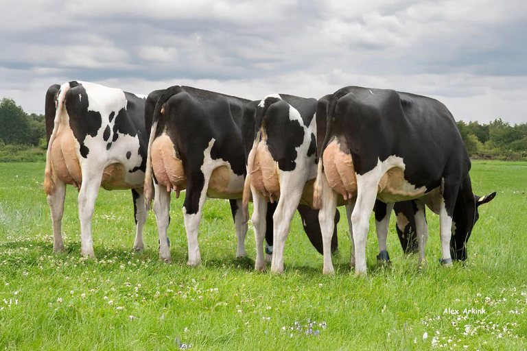 FR1750 Predar Daughter Group