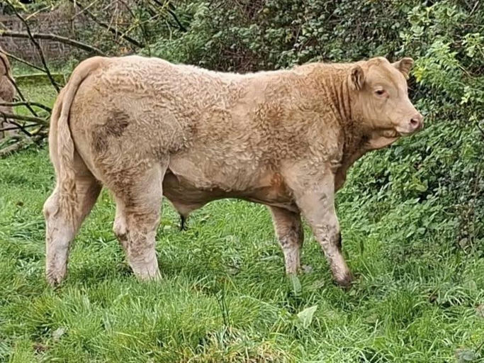 Cloonglasna11 Socks ET sired bull weanling