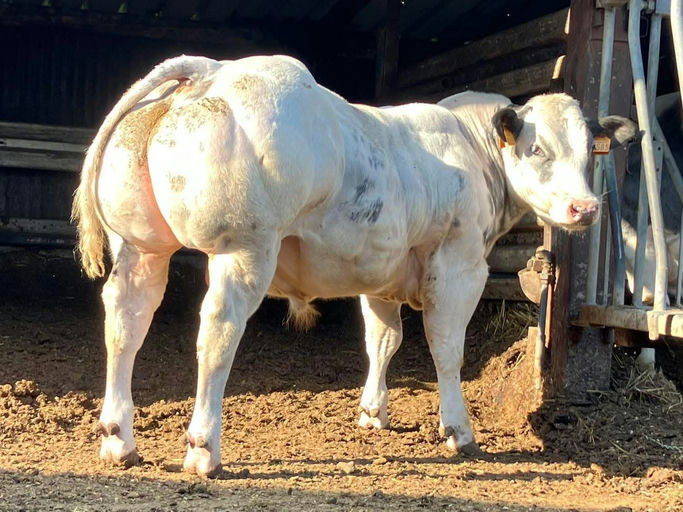 JUPITER DE MARTINPRE Picture 6