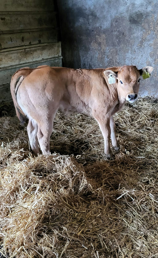 OBAMA - Sire Details