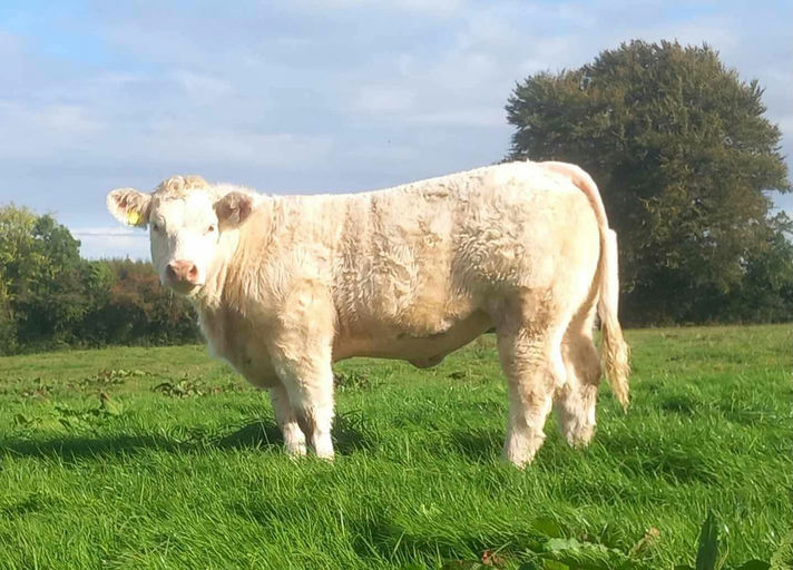 Superior sired pedigree heifer