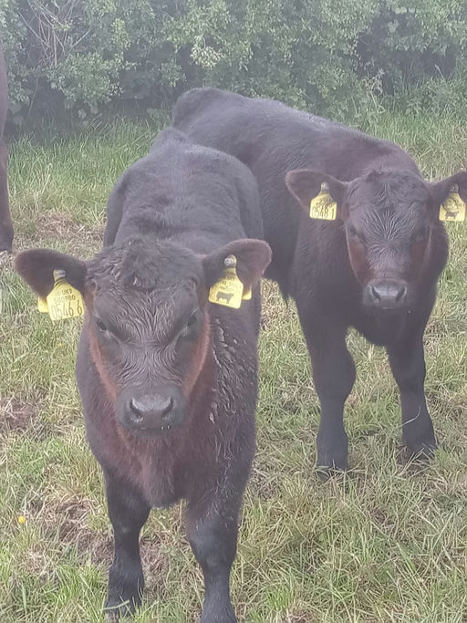 PORTAUNS VOLCANO P643 Picture 10