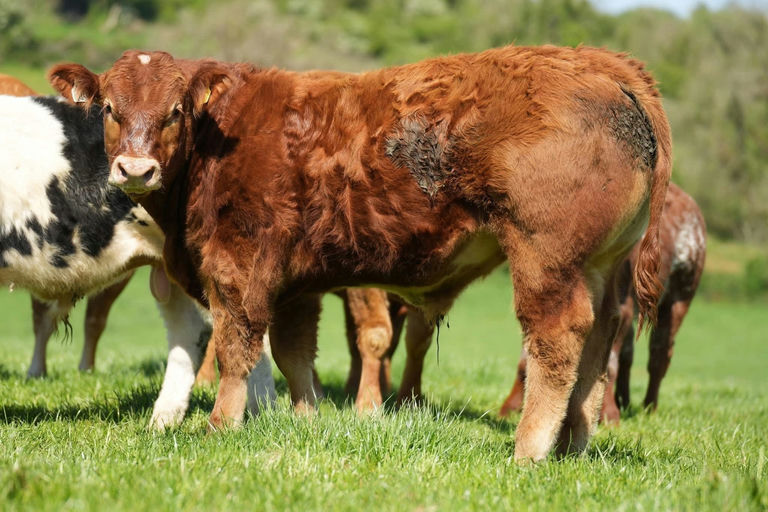 Drumline S 1185 sired bull weanling