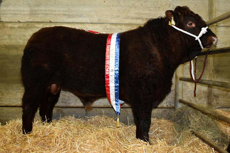 Montesqieu son - Champion at Gort Show & Sale 2023