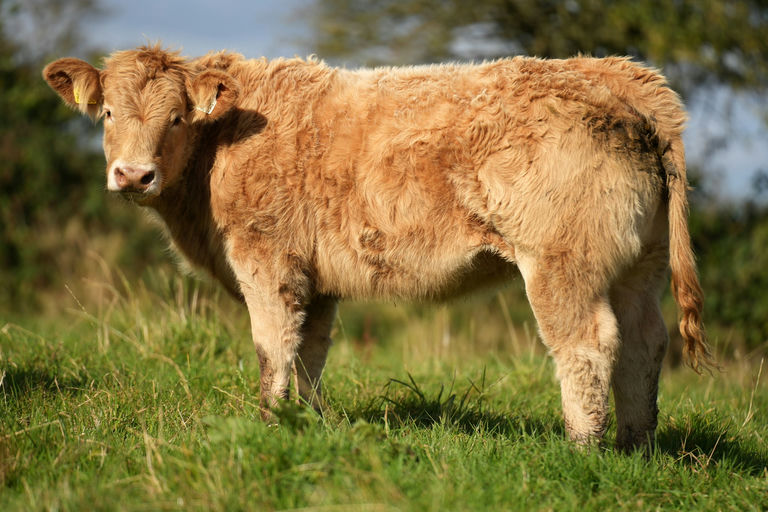 Superior sired heifer calf