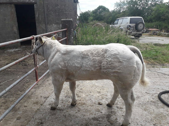 WILODGE JOSKINS Picture 5