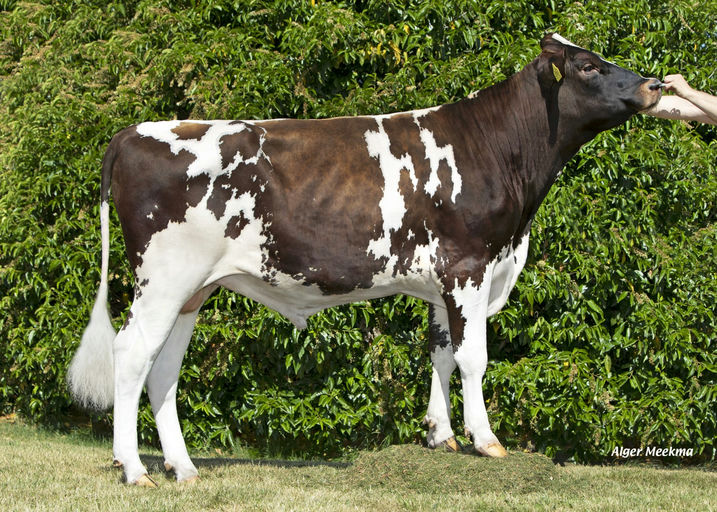 BLOM FARM JARO RED Picture 0