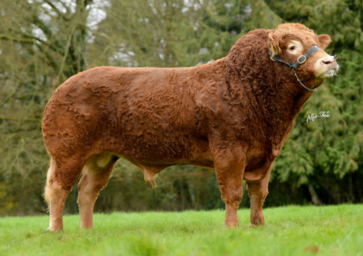 ELDERBERRY GALAHAD Picture 0