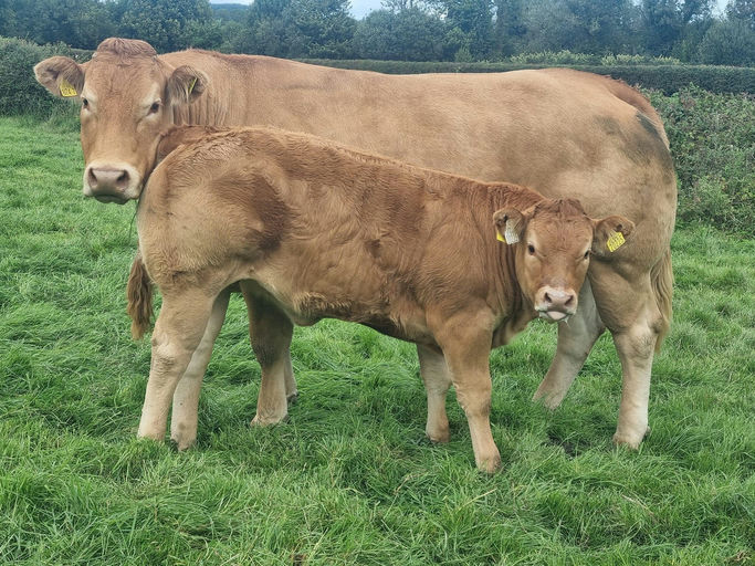 Birchpark Rufus sired heifer calf