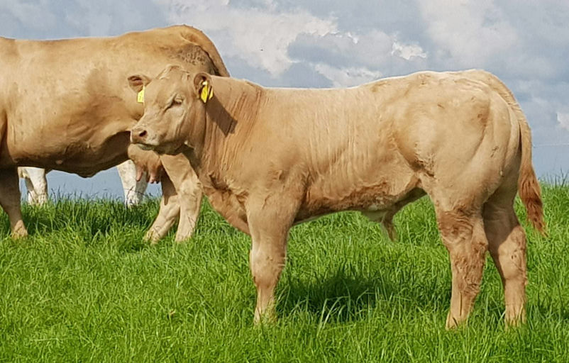 Loki sired bull calf