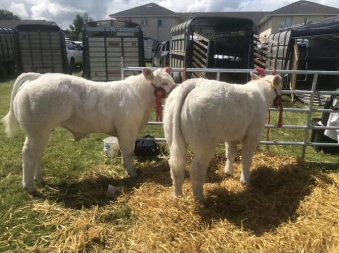 BALLYM ROCCO Picture 10