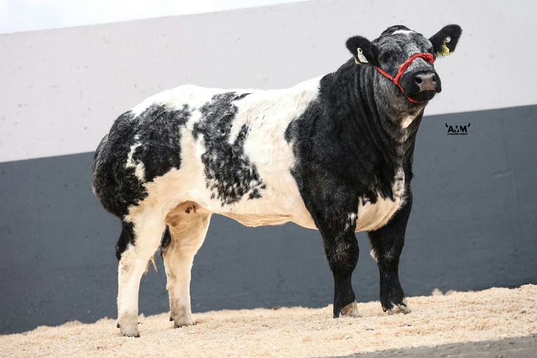 Moderato sired heifer - sold for €13,600