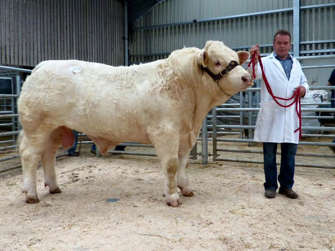 Top Priced Lot at the NI Charolais Club Sale 2015 sired by Inverlochy Ferdie