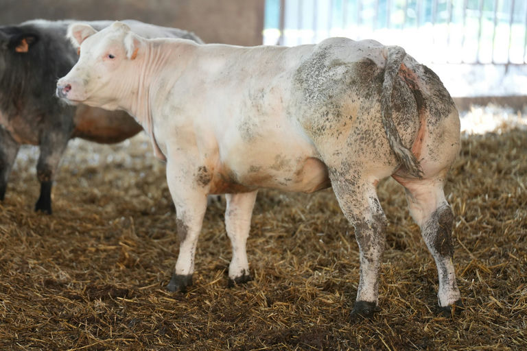 JUPITER DE MARTINPRE Picture 3